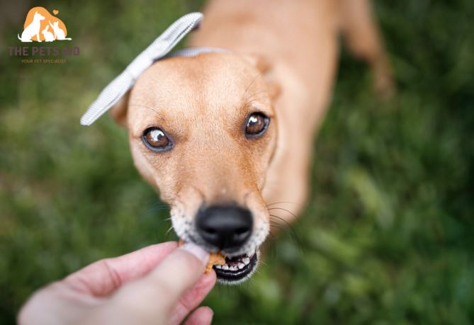 Does Sugar Make Dogs Go Blind